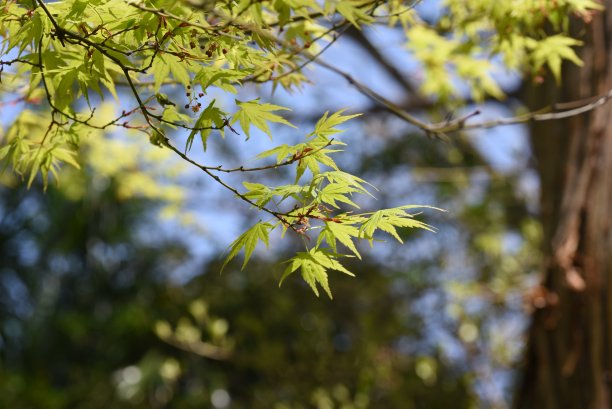 春天的叶子高清五角枫