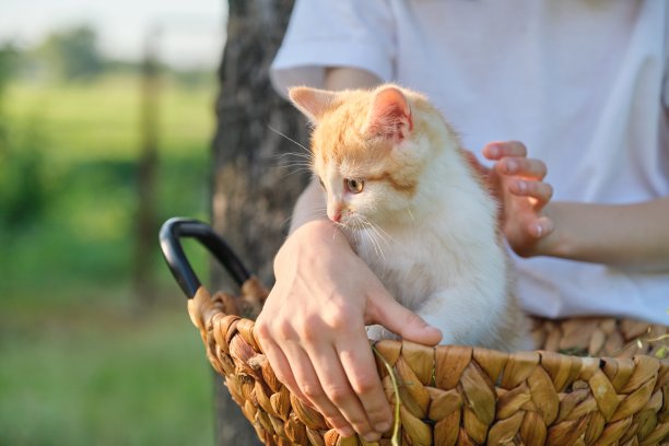 女孩和猫咪