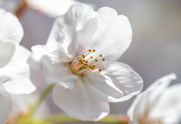 樱花高清特写