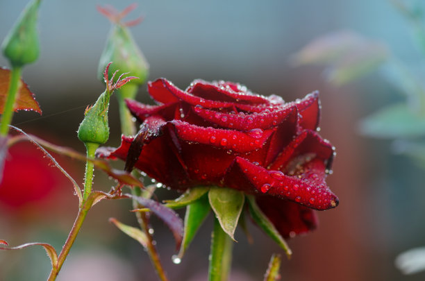 玫瑰花种植