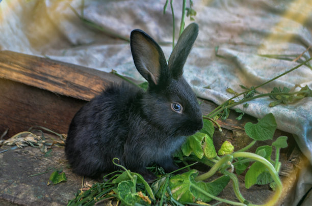 白兔幼崽可爱兔子