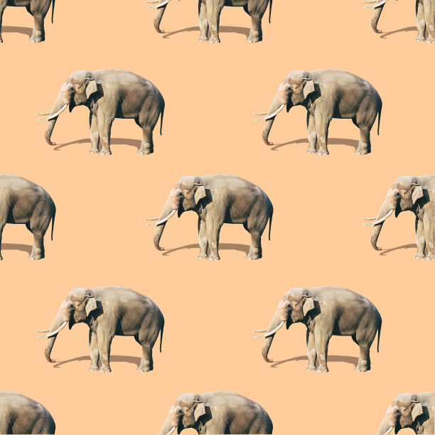 多彩大象