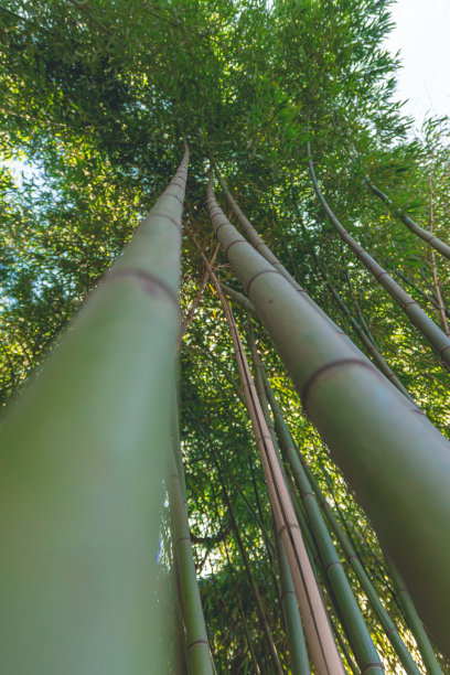 竹林天空