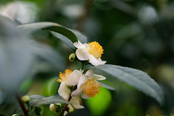白茶花花朵