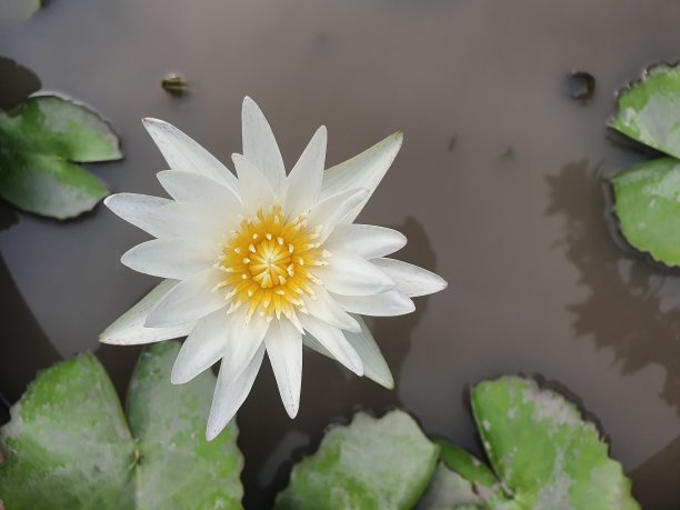 莲花标识荷花标识