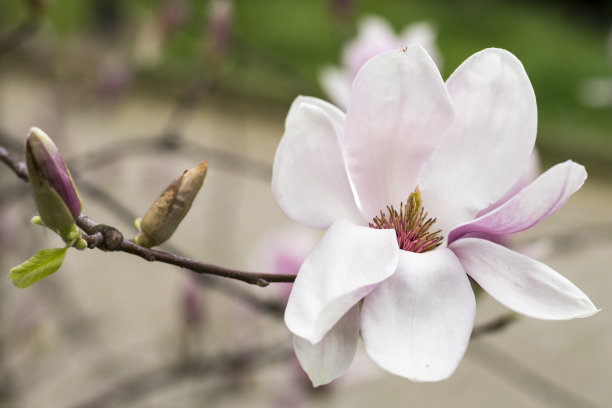 白玉兰苞,望春花苞