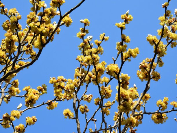 黄色梅花