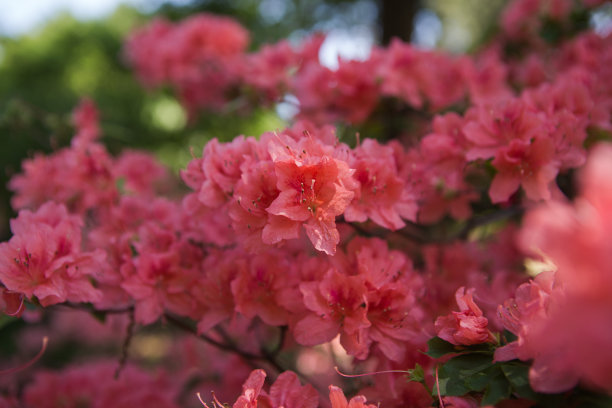 紫薇花树