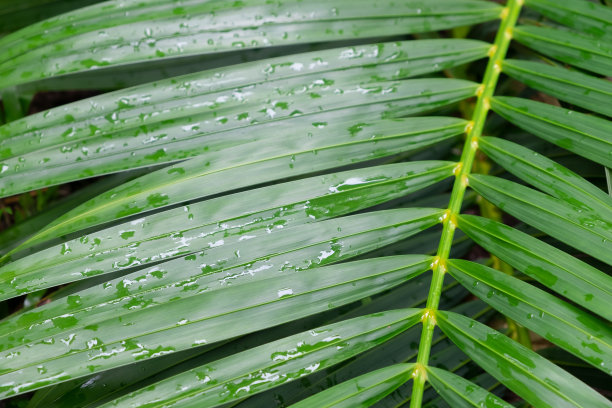 春季雨林景观