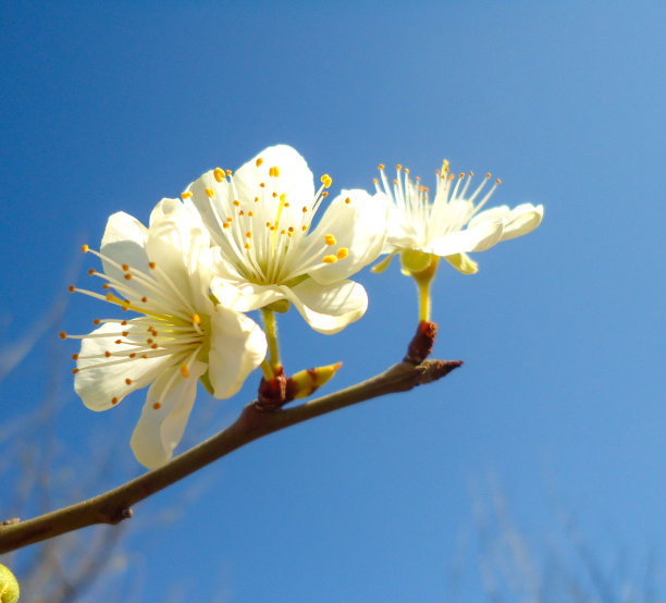 嫩叶春夏发芽