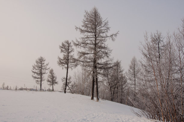 雪地花草图片