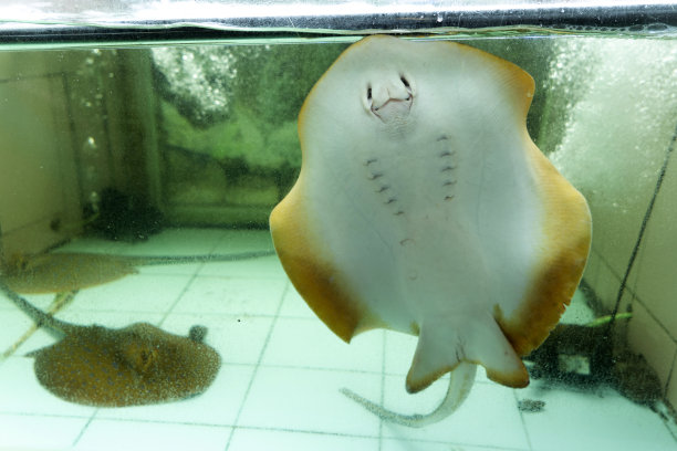 水族馆门票