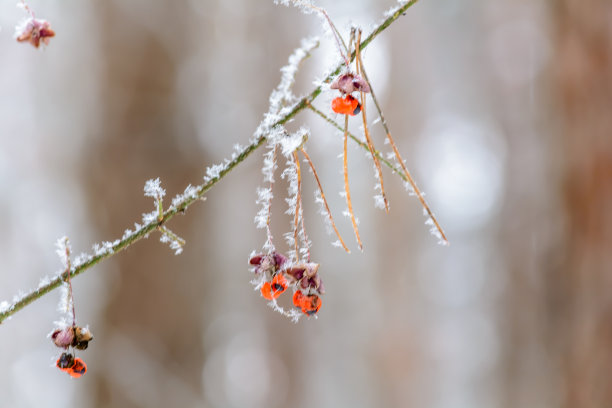 雪和植物