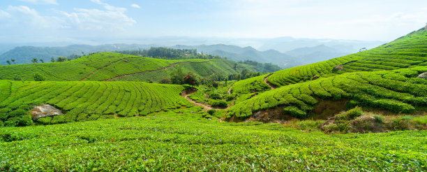 茶园风景