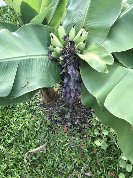 香蕉树种植