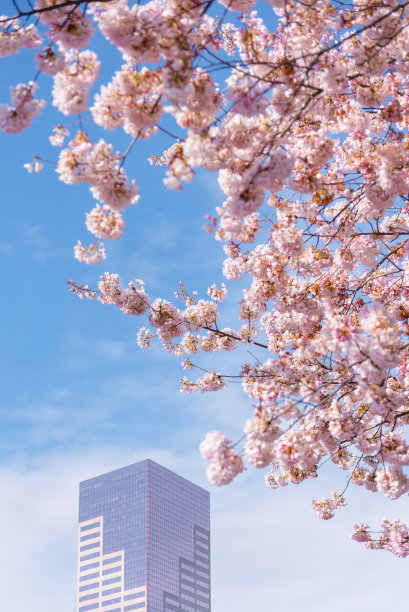 樱花和办公楼