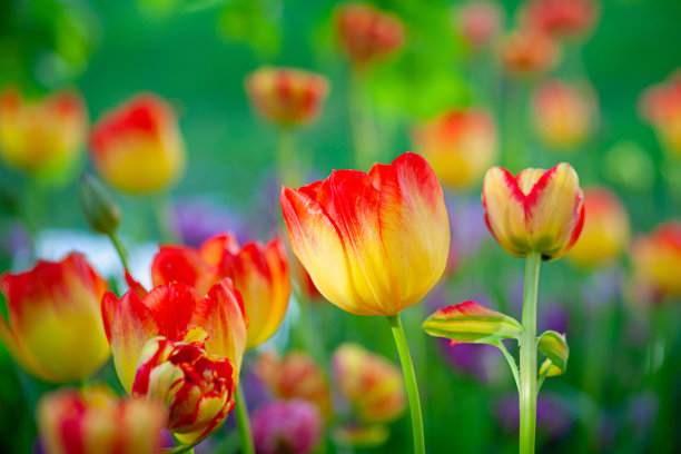 阳光节能灯