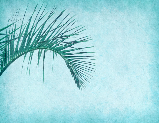 椰子树贴图