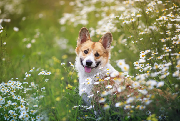 田园犬