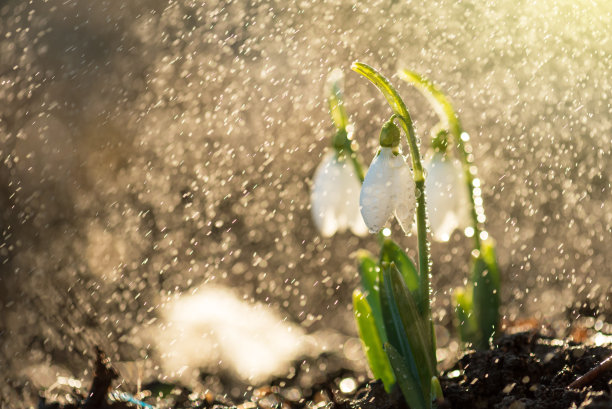 谷雨时节