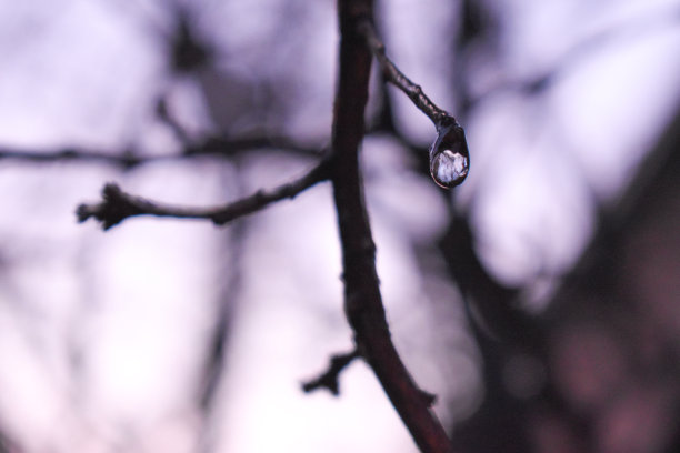 雨叶林