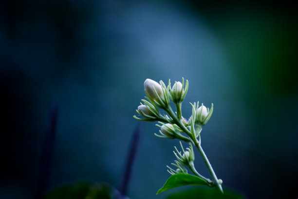 绿色野草