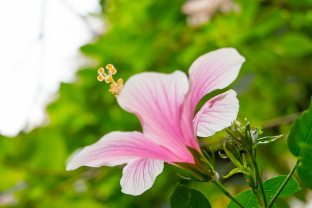 艳丽木槿花