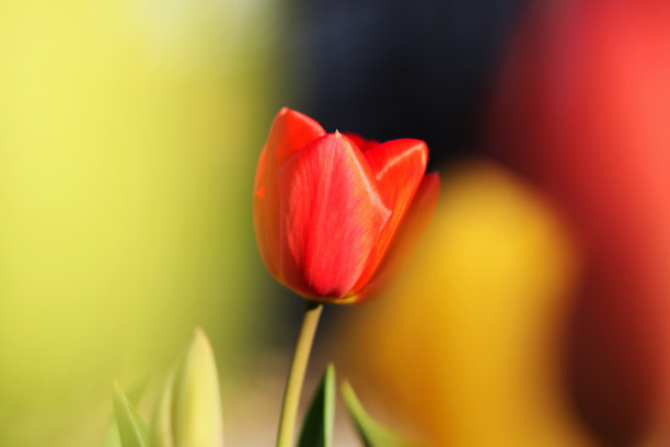 郁金香花海