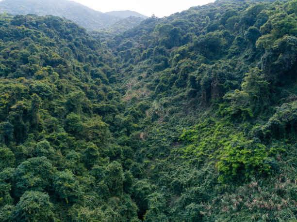 黄叶村