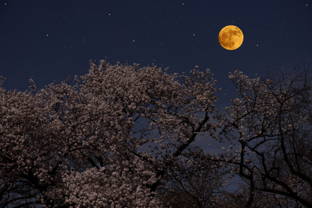 夜幕下的樱花树