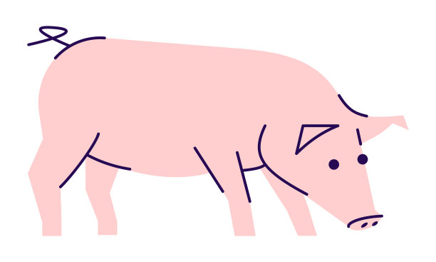 猪 插画