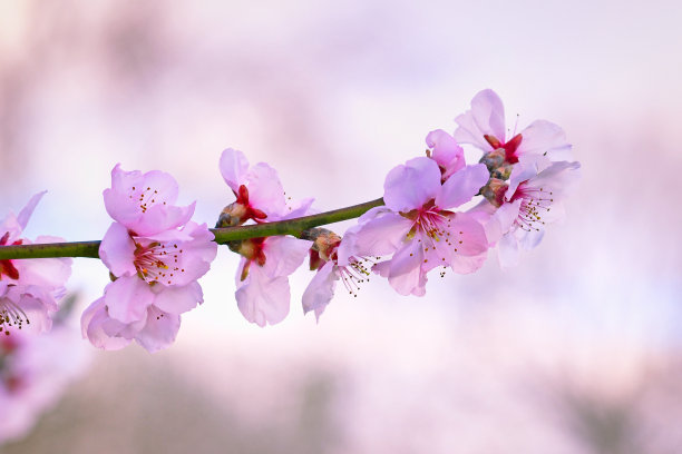 春天果树花团锦簇
