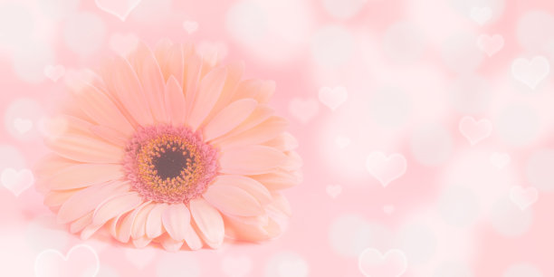 花banner