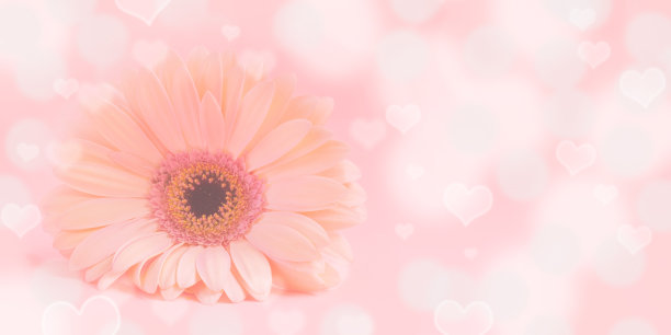 浪漫粉色非洲菊