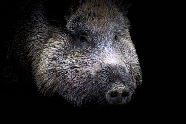 一只猪