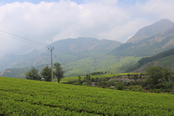 茶园风光生态茶园