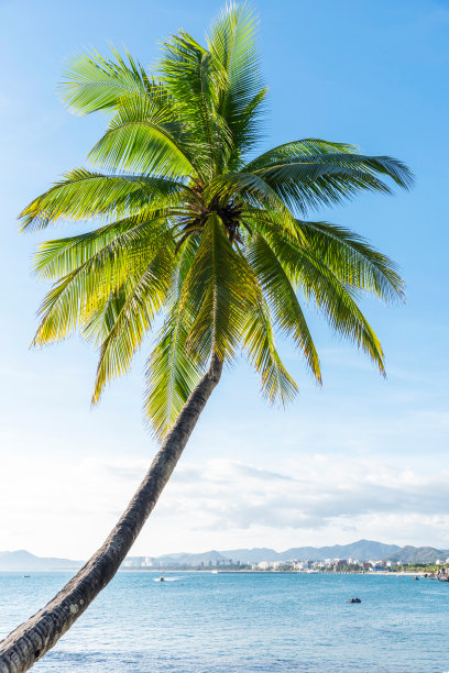 海南岛椰子树