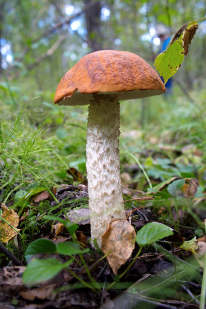 森林小蘑菇