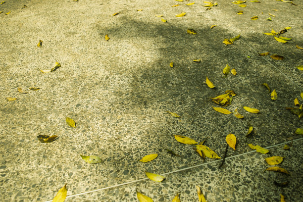 水面黄色落叶