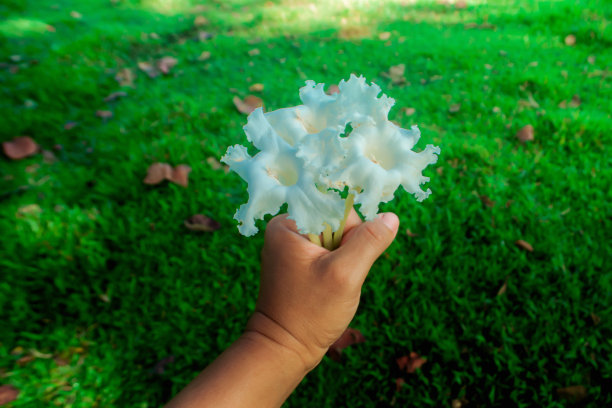 粉色花朵春季春暖花开设计素材