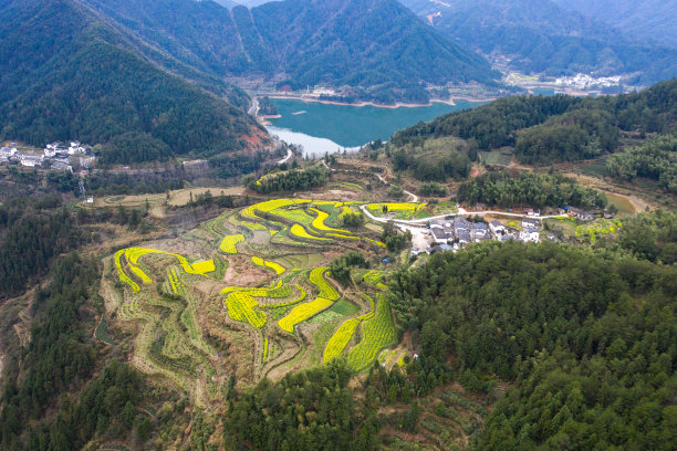 航拍江西婺源春季油菜花田野