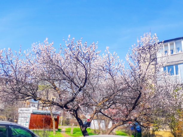 高清樱花树林