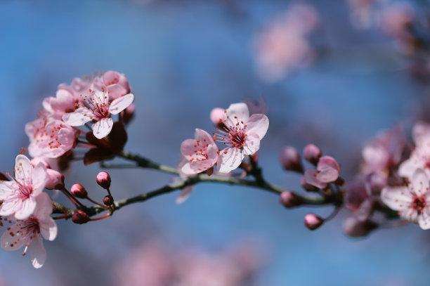 梅花高清