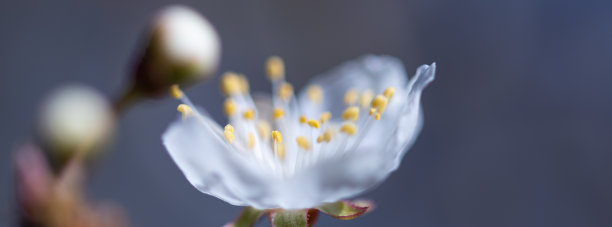 樱花背景