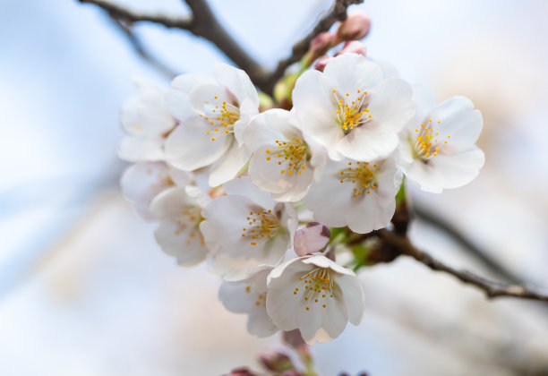 梦幻樱花