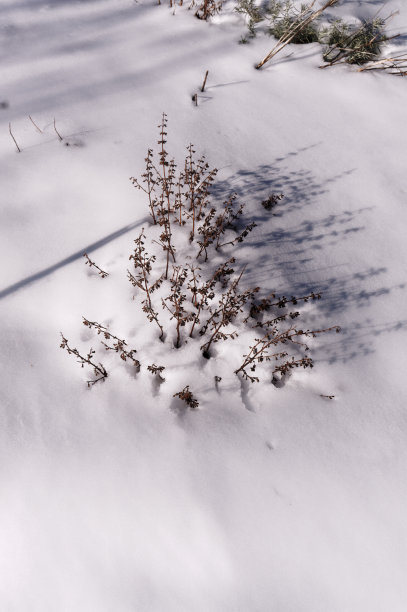 积雪寒冷小雪小寒大寒