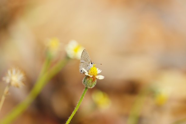 小虫子与花