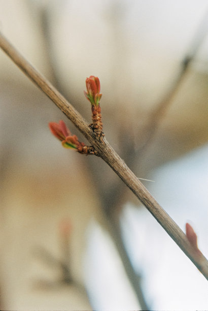 石榴花苞