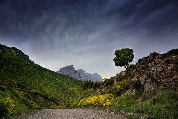 森林山路