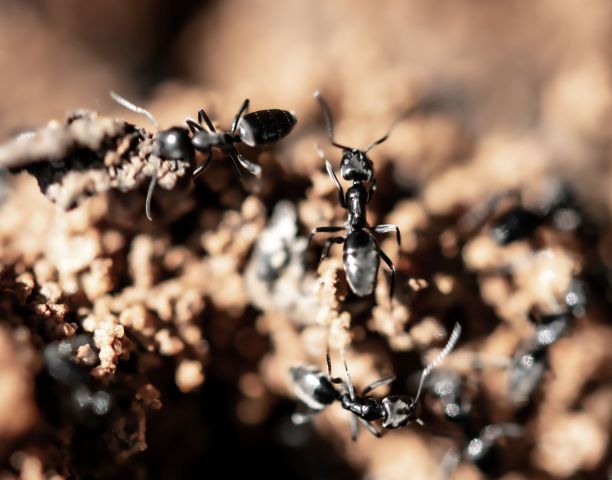 蚂蚁社区